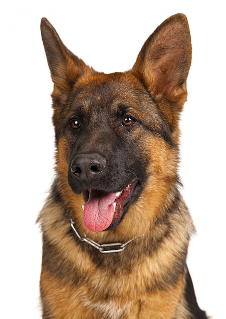 Portrait of a german shepherd dog isolated