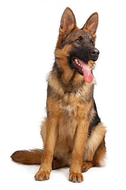 Portrait of a german shepherd dog isolated