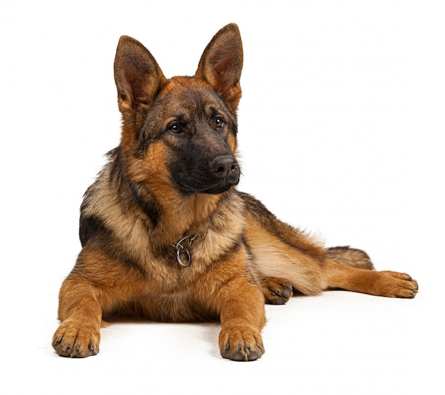 Portrait of a german shepherd dog isolated