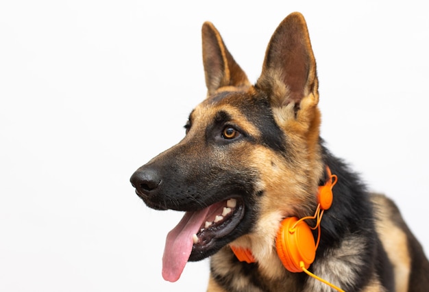 Portrait of a German Shepherd, listen to music headphones 3 years old, head shot, in front of white background