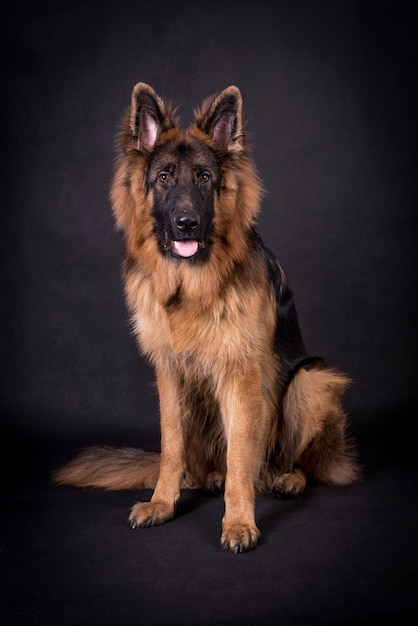 portrait of the german shepherd long hair dog