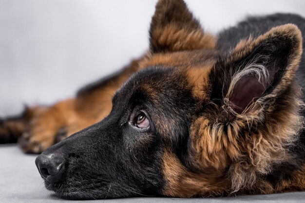 portrait of the german shepherd long hair dog