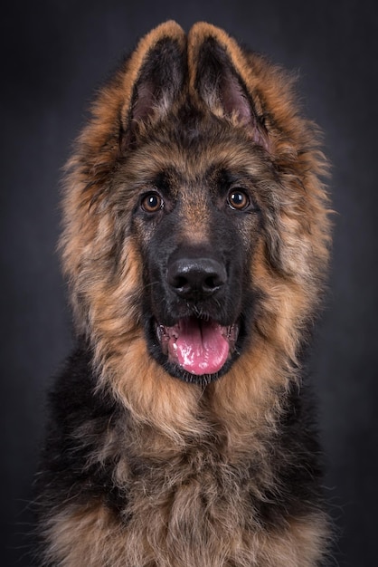 독일 셰퍼드 긴 머리 강아지의 초상화