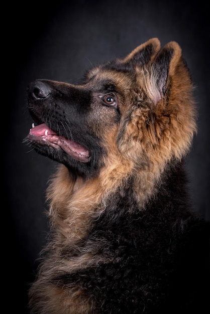 portrait of the german shepherd long hair dog