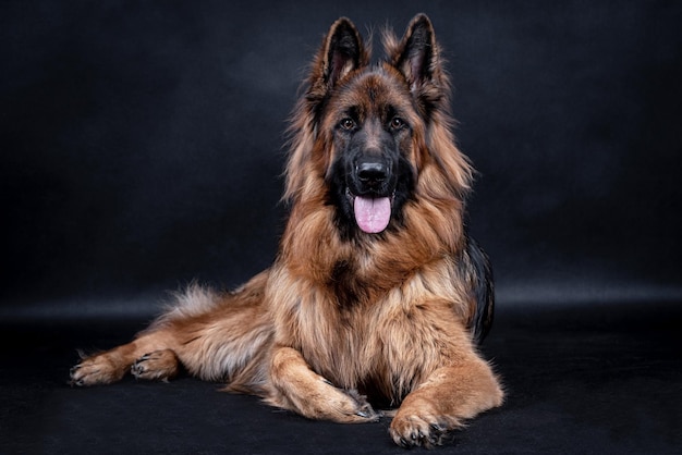 portrait of the german shepherd long hair dog