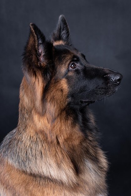 Foto ritratto del cane a pelo lungo pastore tedesco