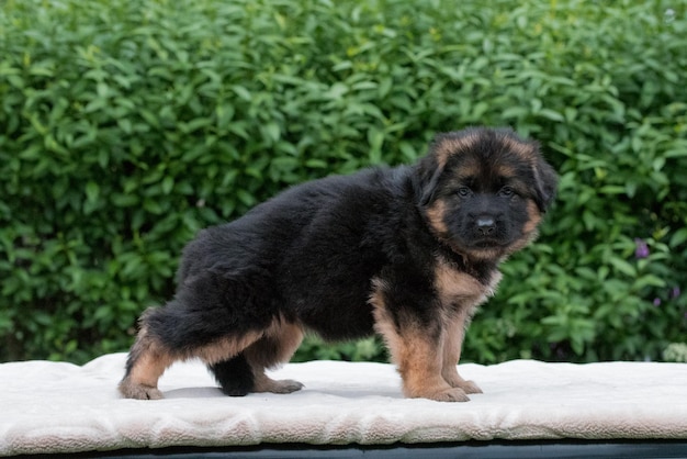 portrait of the german shepherd long hair puppy dog