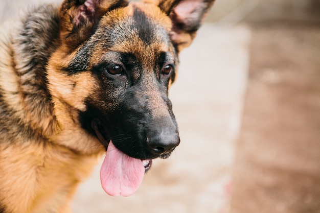 Portrait of a German shepherd outside