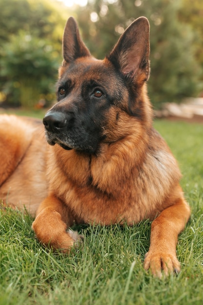 Photo portrait of a german shepherd in a park. purebred dog lying on the grass in the yard.