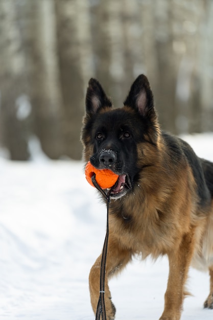 Portrait of a German Shepherd who holds an orange ball in his teeth