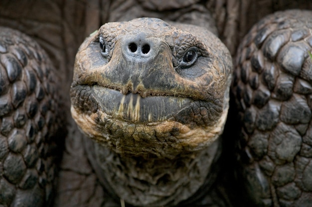 Photo portrait of giant tortoise