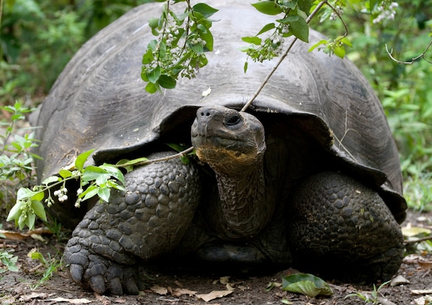 Portrait of giant tortoise