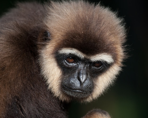 Portrait of Gibbon. Close-up. Indonesia. The island of Kalimantan. Borneo.