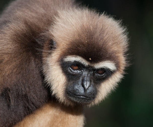 Portrait of Gibbon. Close-up. Indonesia. The island of Kalimantan. Borneo.