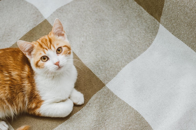 Portrait of a ginger cat on the bed close up