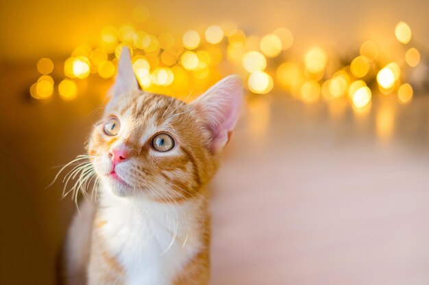 Portrait of a ginger cat on blured boken background