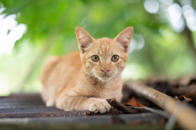 庭の生姜猫の肖像画