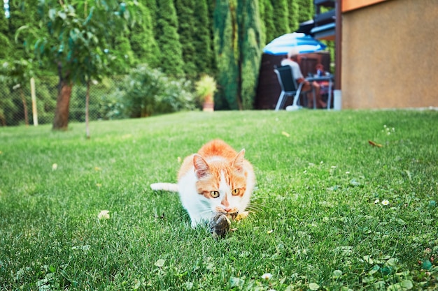 Портрет рыжего кота на траве