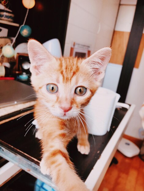 Foto ritratto di un gatto rosso a casa