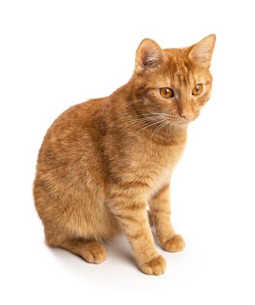 Portrait of ginger cat isolated on white background