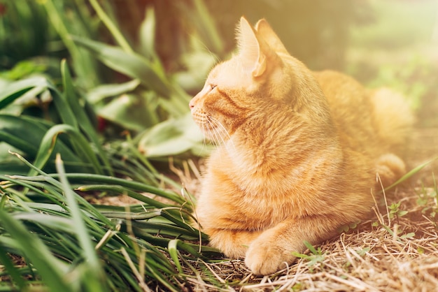 生姜猫の肖像画は庭の緑の草の上に横たわって遠くを見ています