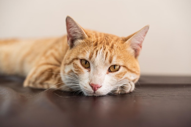 Портрет рыжего кота, смотрящего в камеру