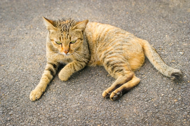 通りに横たわっている赤い猫の肖像画