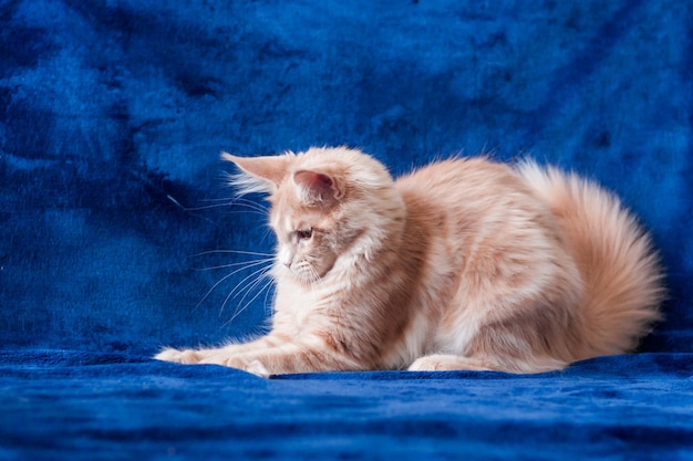 Photo portrait of ginger cat lying down