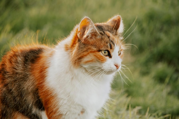 Portrait of Ginger cat pictured outside relaxing on green grass Copy space