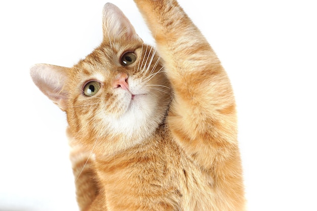 Portrait of a ginger cat raising his paw on a white background.