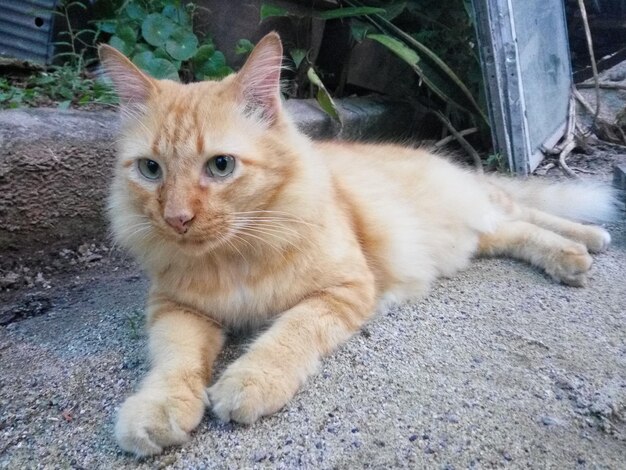 Portrait of ginger cat relaxing outdoors