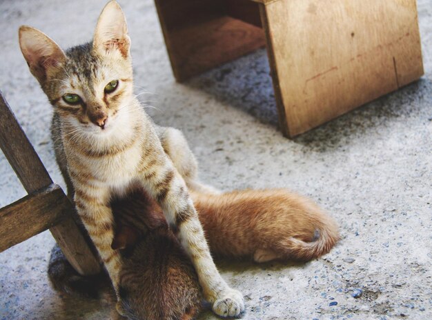 Foto ritratto di un gatto rosso seduto