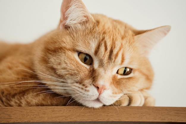 Portrait of ginger cat with an expressive sad look closeup selective focus