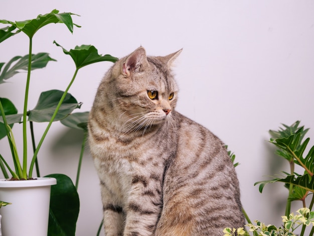 部屋の空気浄化家の植物モンステラフィロデンドロンヘビ植物と木のテーブルの上の肖像画生姜猫