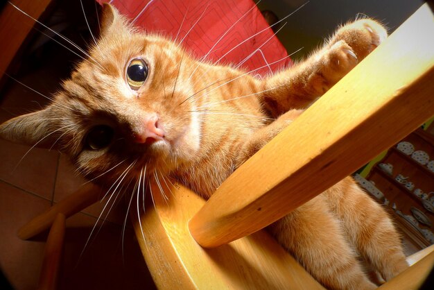 Photo portrait of ginger cat on wooden chair