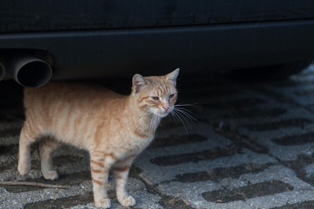 Portrait of ginger cat