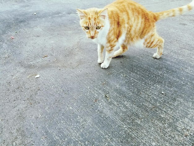 Foto ritratto di un gatto rosso