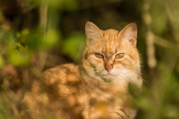 Portrait of ginger cat