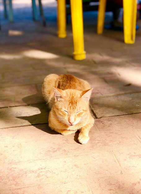 Photo portrait of ginger cat