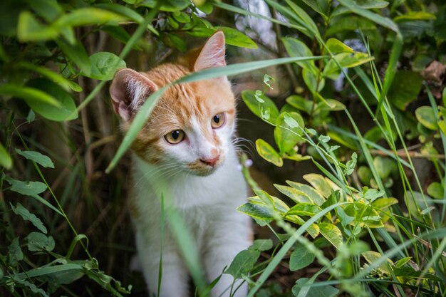 Portrait of ginger cat