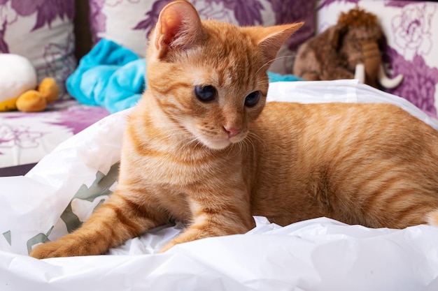 Портрет рыжего котенка с карими глазами