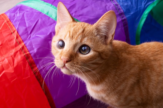 Portrait of a ginger kitten with brown eyes