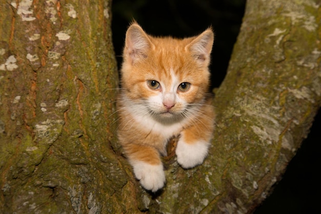 木の上の緑の目を持つ生姜の子猫の肖像画。