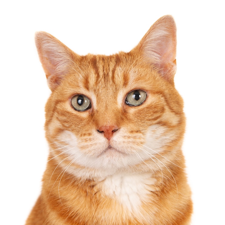 生姜のオス猫の肖像画。