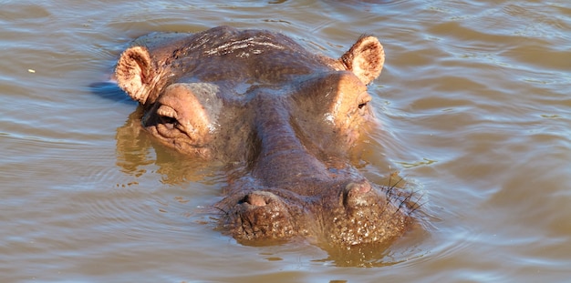 Portrait of gippo head. Serengeti, Africa