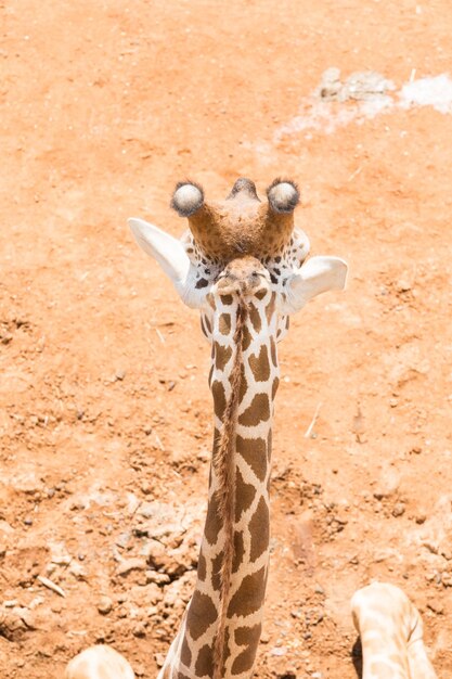 Photo portrait of giraffe close up