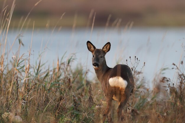 Photo portrait of giraffe on field