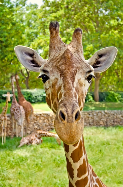 Portrait of a giraffe looking straight at the camera.