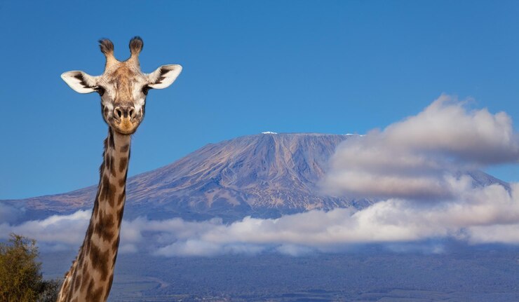 Photo 青い空に照らされた山上のジラフの肖像画