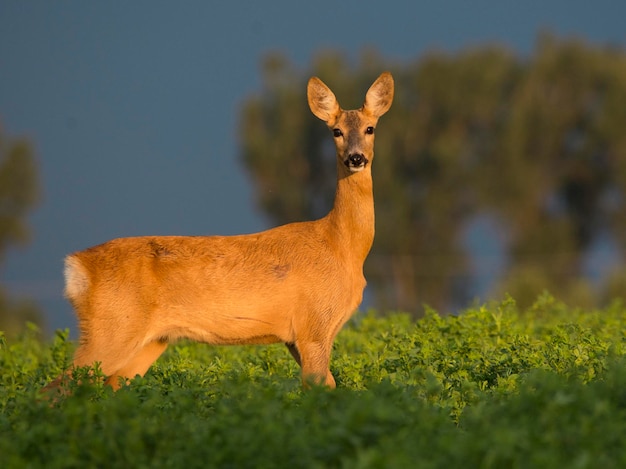 Portrait of giraffe standing on field